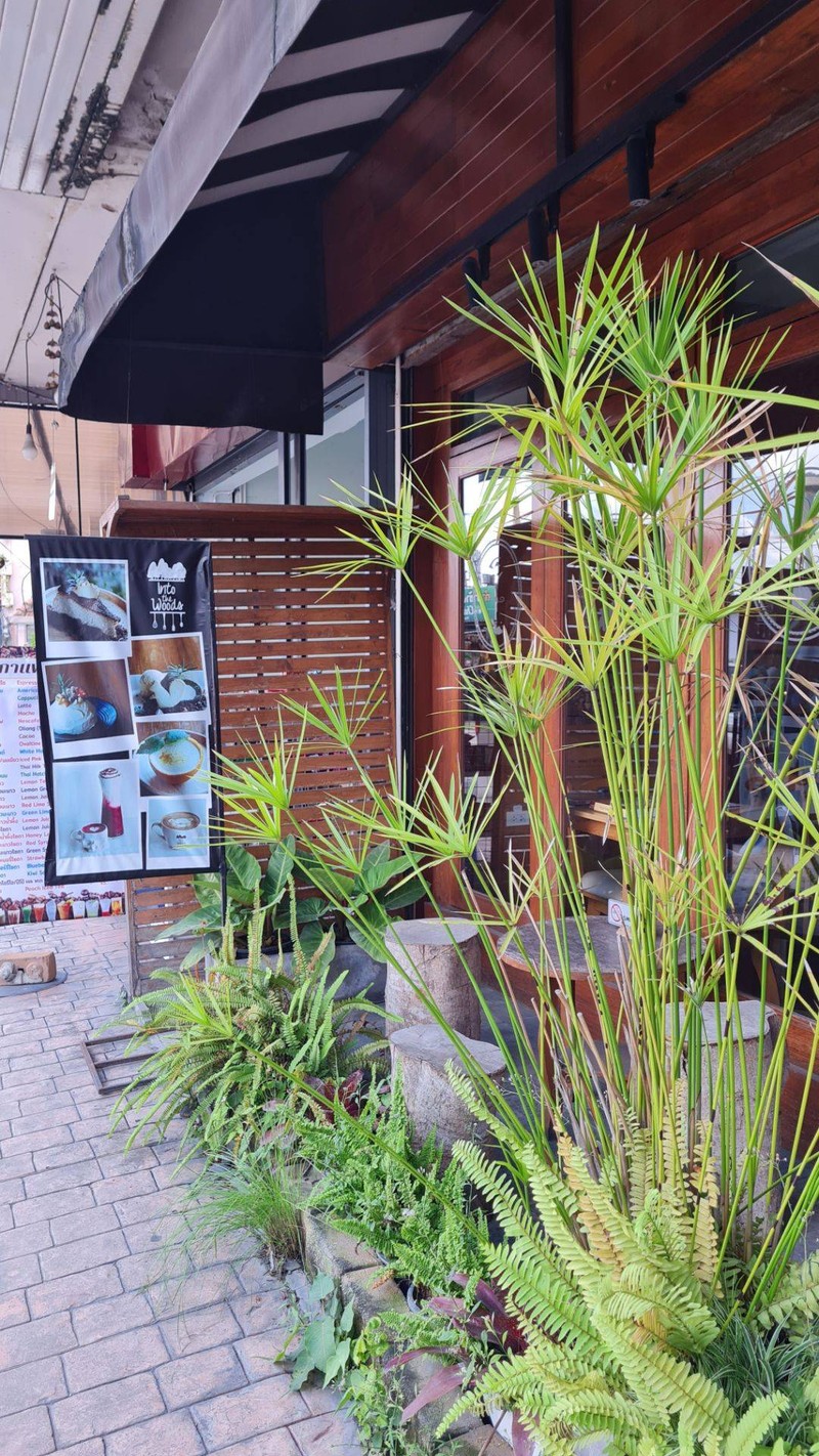 Plants outside Into the Woods Cafe